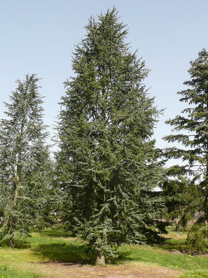 Cedrus libani 'Fastigiata'